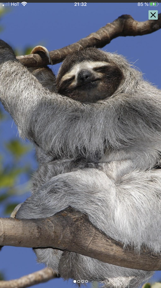 #8. Animals of Costa Rica (iOS) Podle: Stefan Kunz