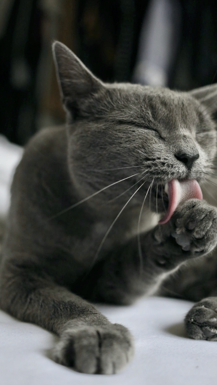 Cat and Kitten Wallpapers - meow