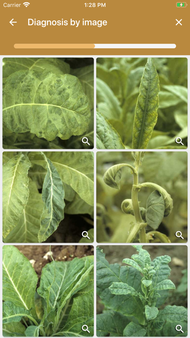 DiagnoPlantTobacco Screenshot