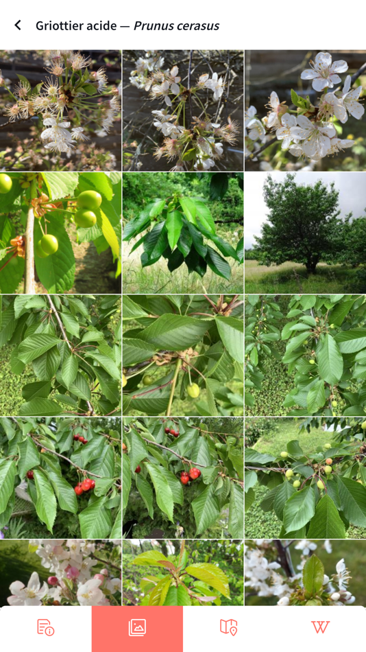 #7. Smart'Flore (iOS) 由: Tela Botanica