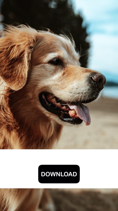 Dog & Puppy Wallpapers - woof!のおすすめ画像6