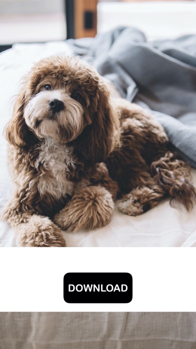 Dog & Puppy Wallpapers - woof!のおすすめ画像2