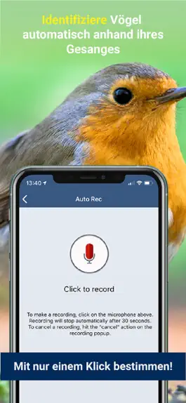 Game screenshot Vogelstimmen Id - Rufe,Gesänge apk