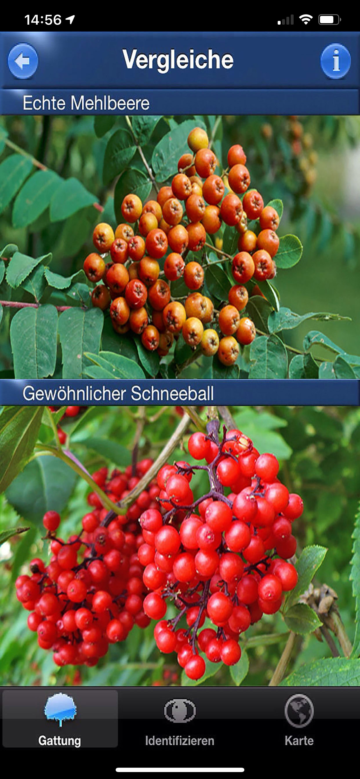 Baum Id Schweiz - Naturführer