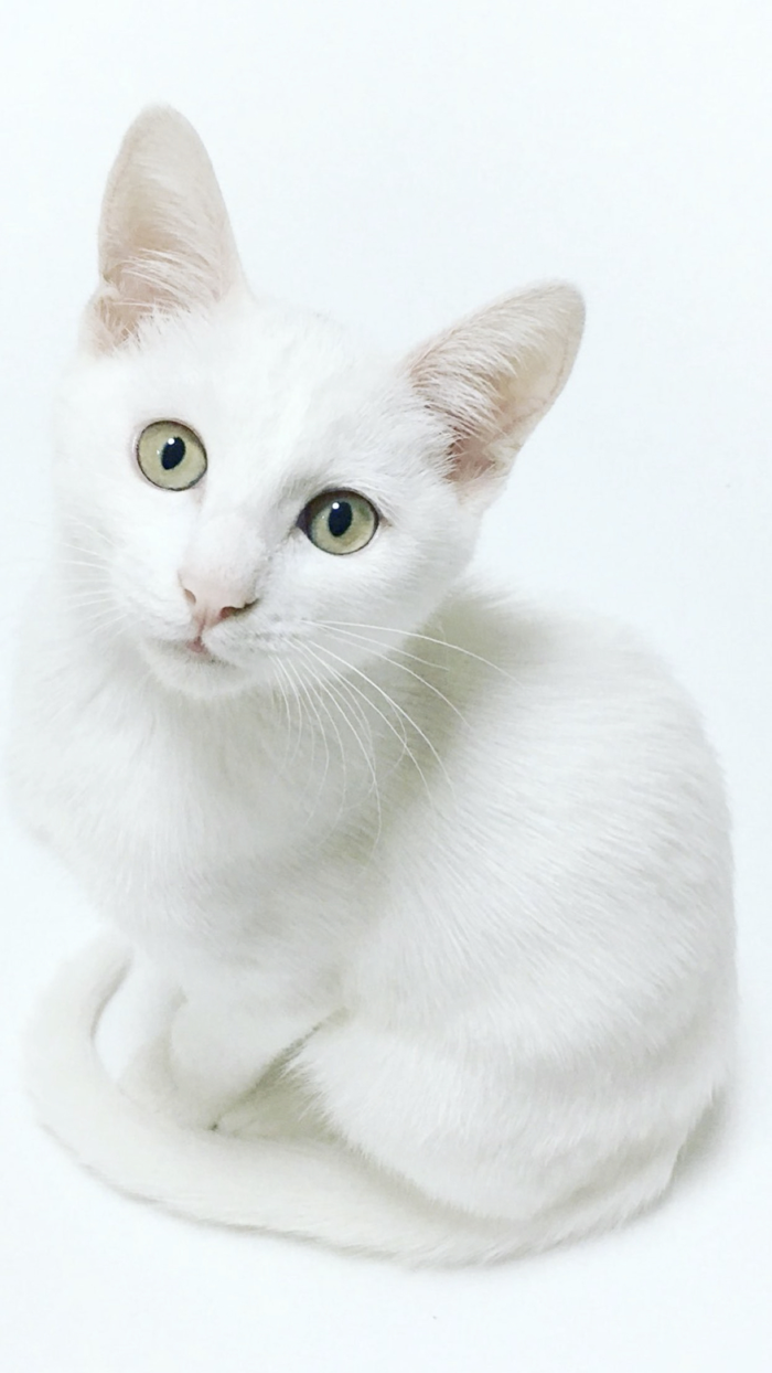 Cat and Kitten Wallpapers - meow