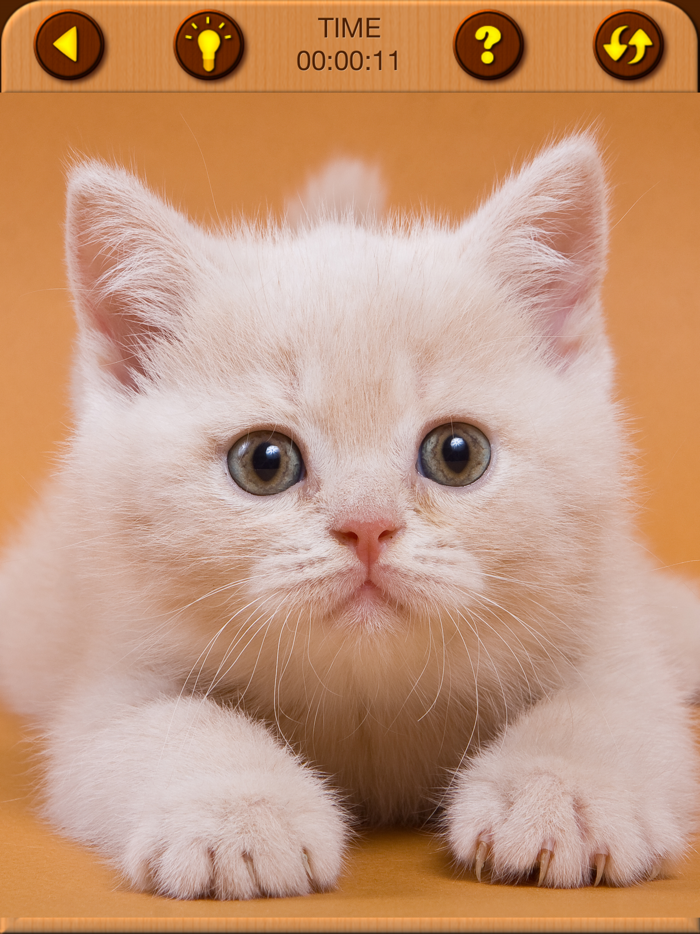 Cat Kitten Jigsaw Puzzle Games