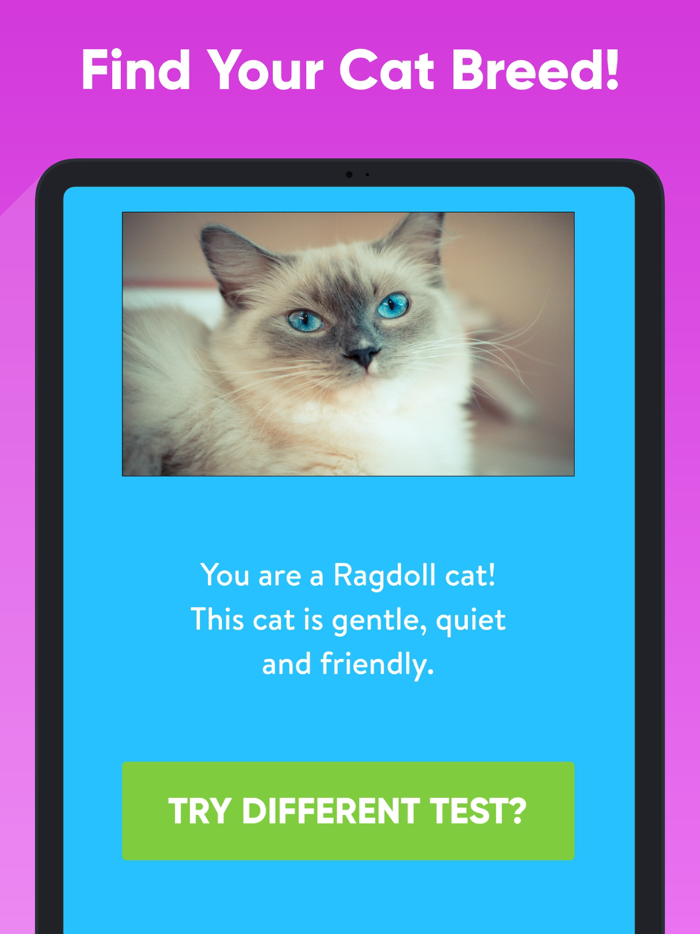 What Type Of Cat Are You