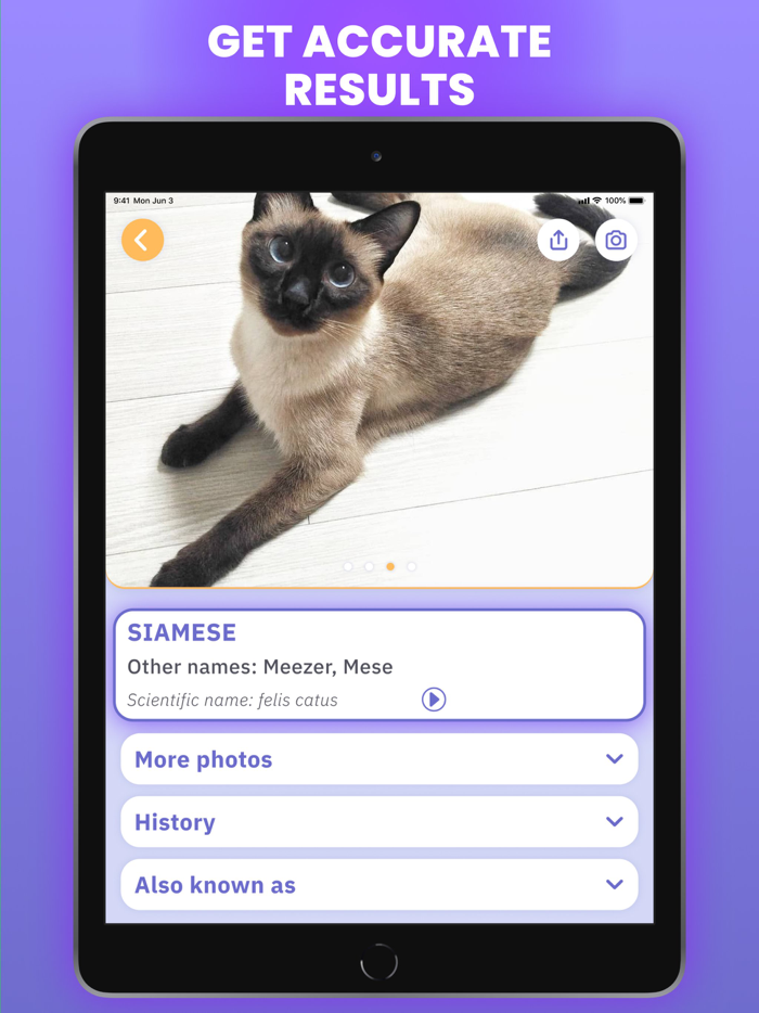 Cat Scanner  Breed Identifier