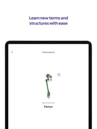 Daily Anatomy Flashcards ipad bilder 2