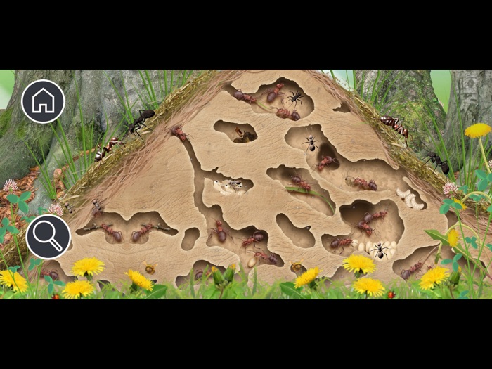 Kittys Garden Safari