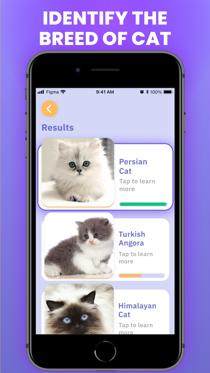 Cat Scanner  Breed Identifier