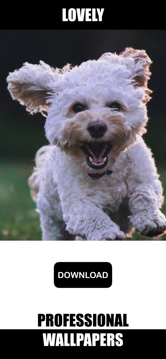 Dog and Puppy Wallpapers - woof