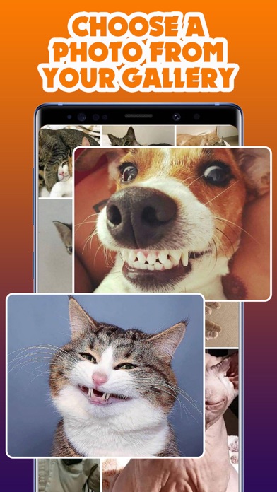 Hit Cheems, Bonk Dog-Funny Dog Screenshot