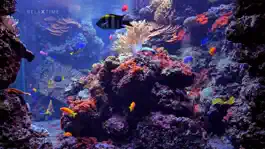 Game screenshot Aquarium Real Time : 4K apk