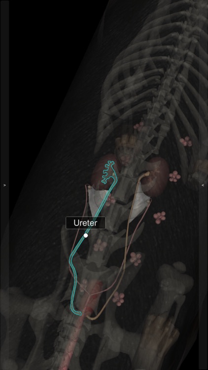 3D Canine Anatomy screenshot-4