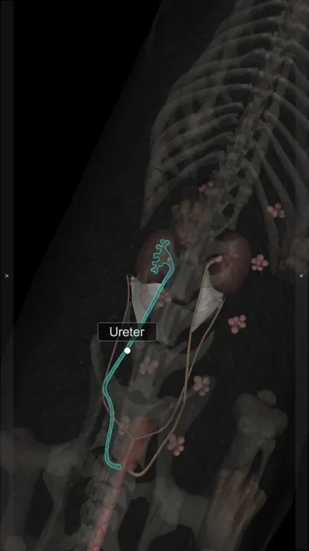 3D Canine Anatomy screenshot 5 of 10