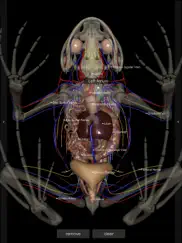 3d frog anatomy ipad images 2
