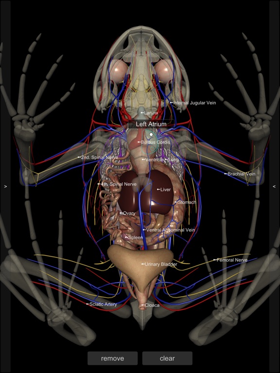 Screenshot #5 pour 3D Frog Anatomy