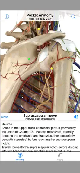 Game screenshot Pocket Anatomy hack