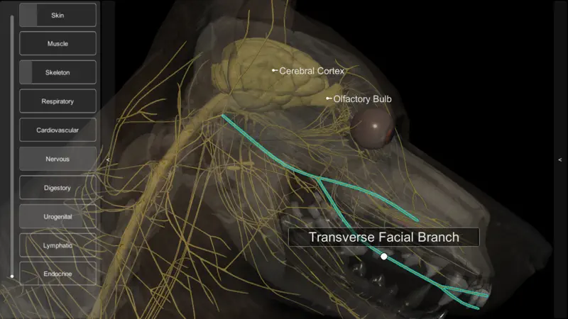 3D Canine Anatomy screenshot 9 of 10