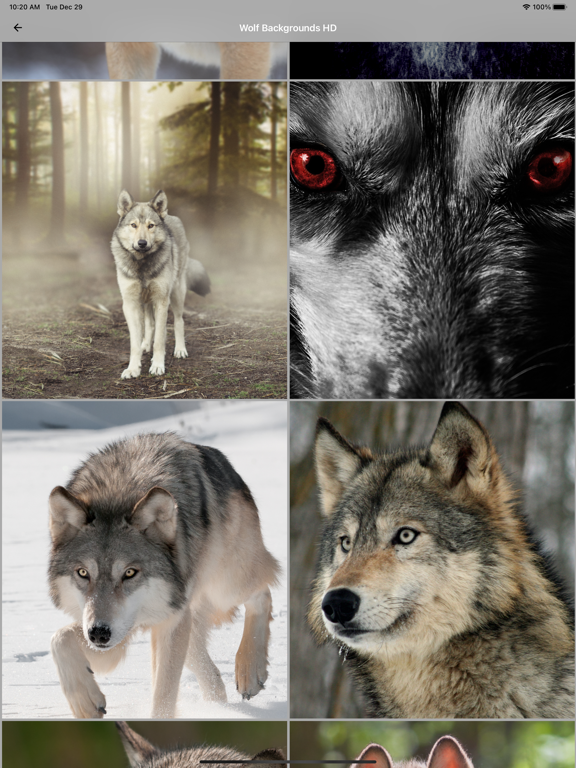 Screenshot #4 pour Fond de loup HD