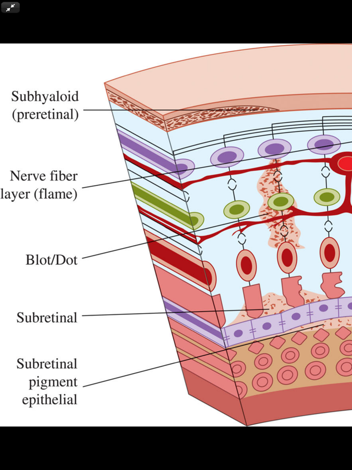 Atlas of Emergency Medicine 5E