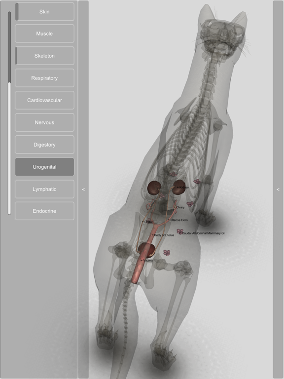 3D Cat Anatomy iPad screenshot