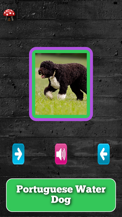Screenshot #2 pour A Dogs Breed Quiz