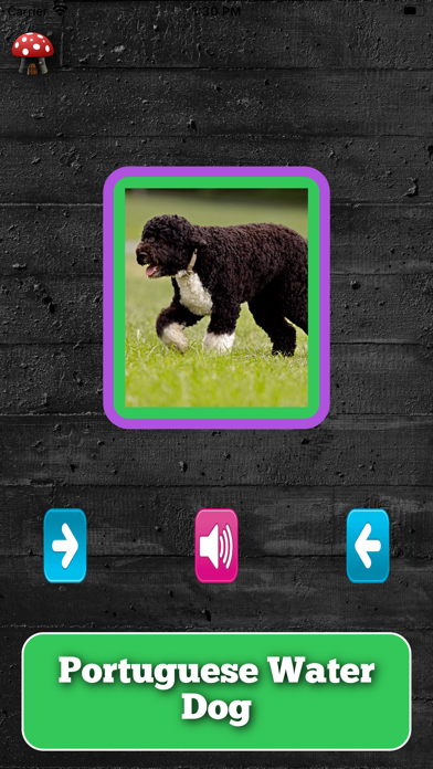 A Dogs Breed Quizのおすすめ画像2