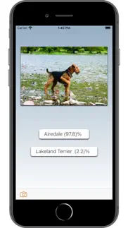 dog breed ai problems & solutions and troubleshooting guide - 4