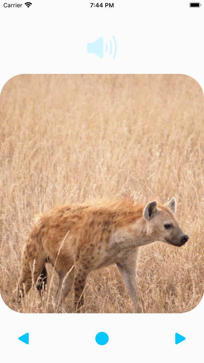 Animal Sounds Player