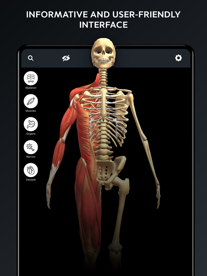 Human Body Atlas 3D Medical