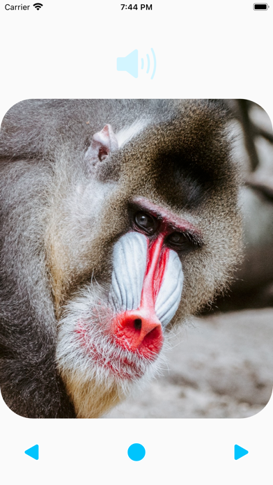 Animal Sounds Player Screenshot