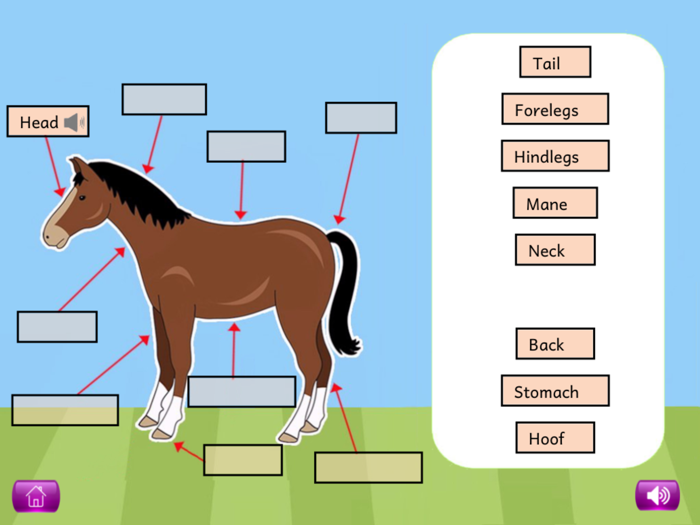 Naming PlantAnimal Parts Lite