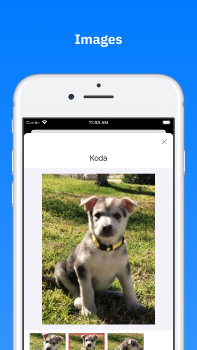 Petulia, Adorable Shelter Pets Screenshot