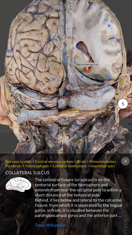 Dissection Master XR screenshot-3