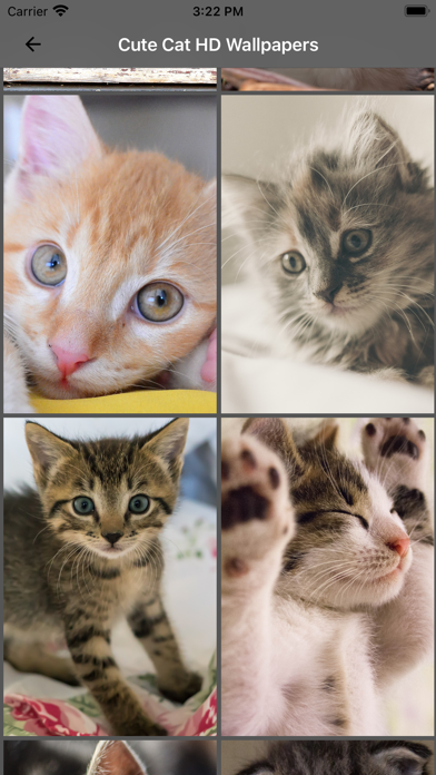 Cute Cat HD Wallpapers Screenshot