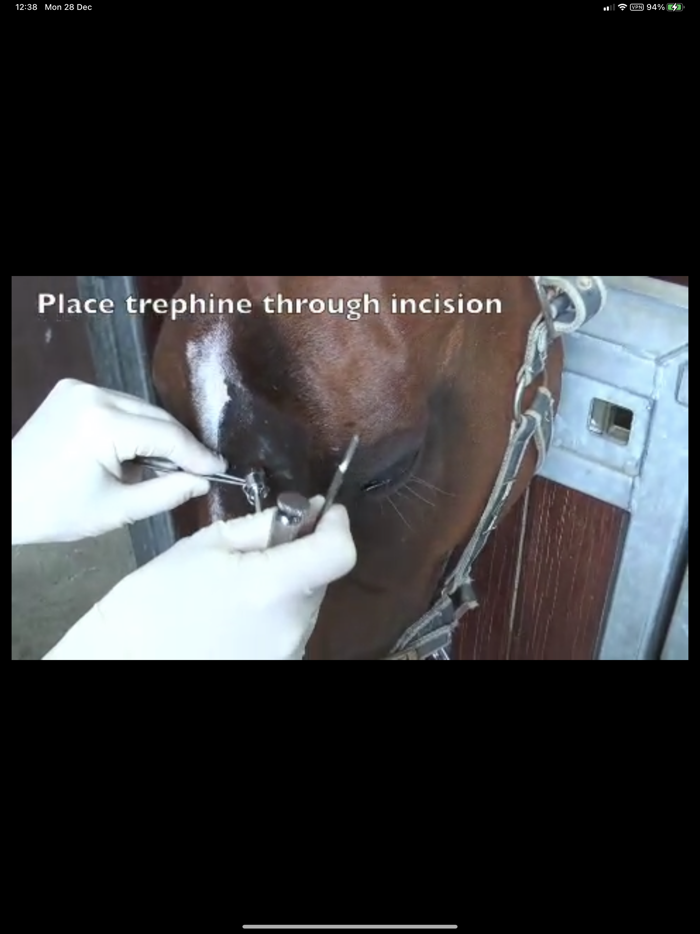 BEVA Equine Techniques