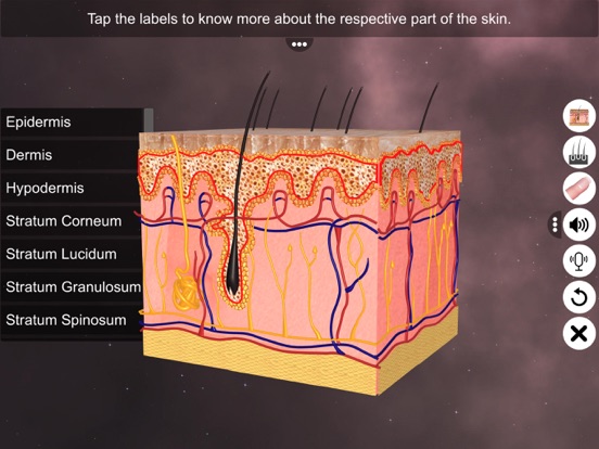 Screenshot #5 pour Skin: Integumentary System