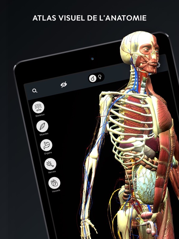 Screenshot #4 pour Corps Humain: Atlas Anatomie