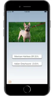 dog breed ai iphone screenshot 1