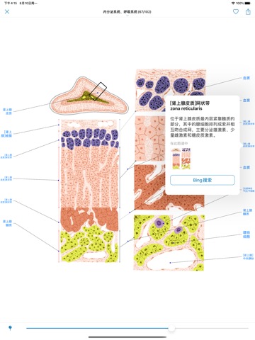 人体组织学彩色图谱のおすすめ画像1