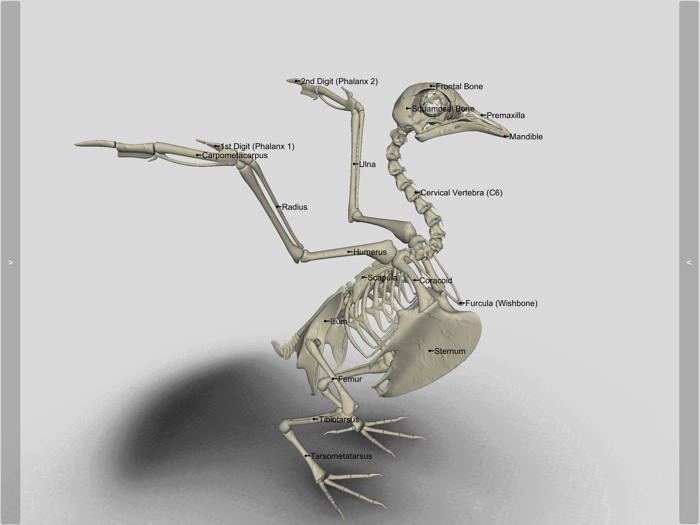 3D Bird Anatomy