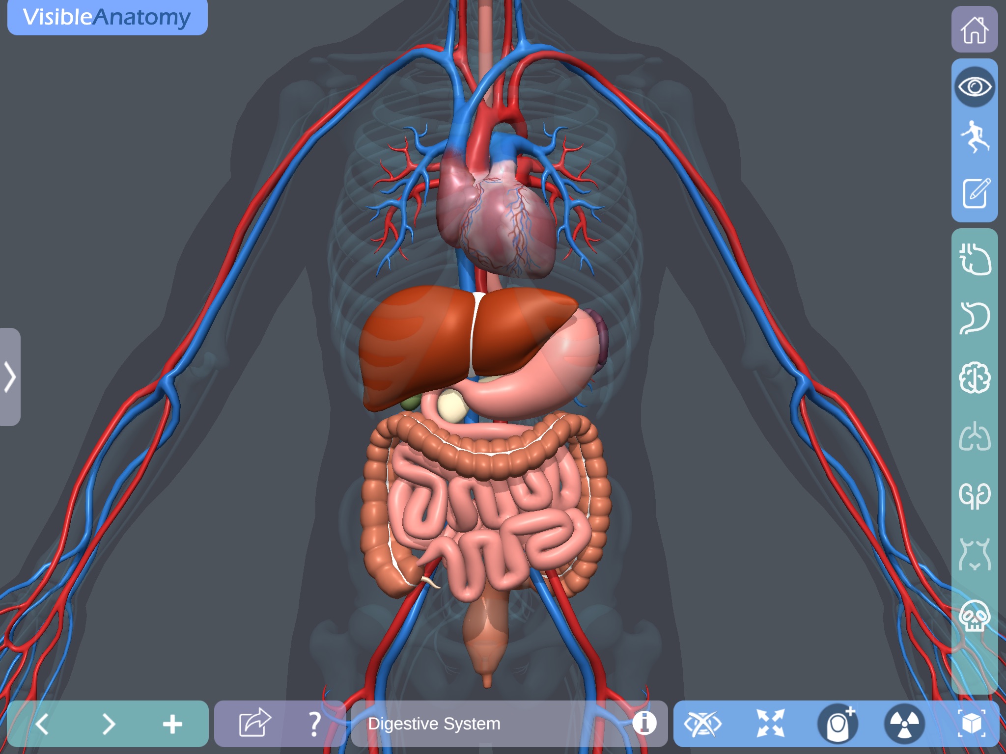 Visible Anatomy screenshot 3
