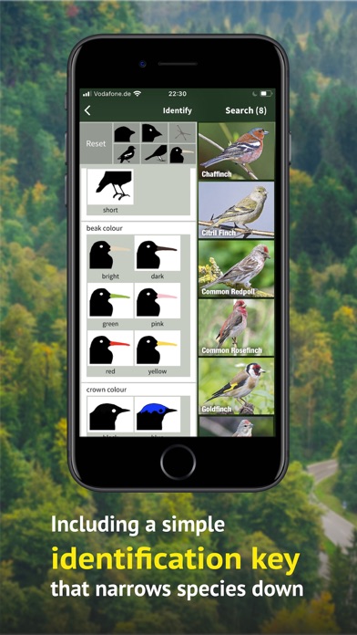 All Birds Germany Screenshot