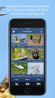 bird id usa - backyard birds problems & solutions and troubleshooting guide - 4