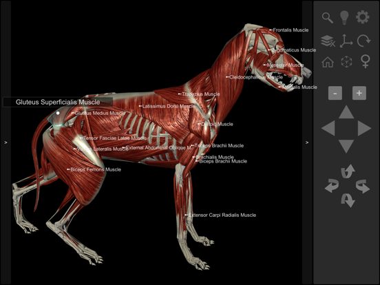Screenshot #5 pour 3D Canine Anatomy