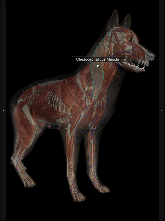 3D Canine Anatomyのおすすめ画像9
