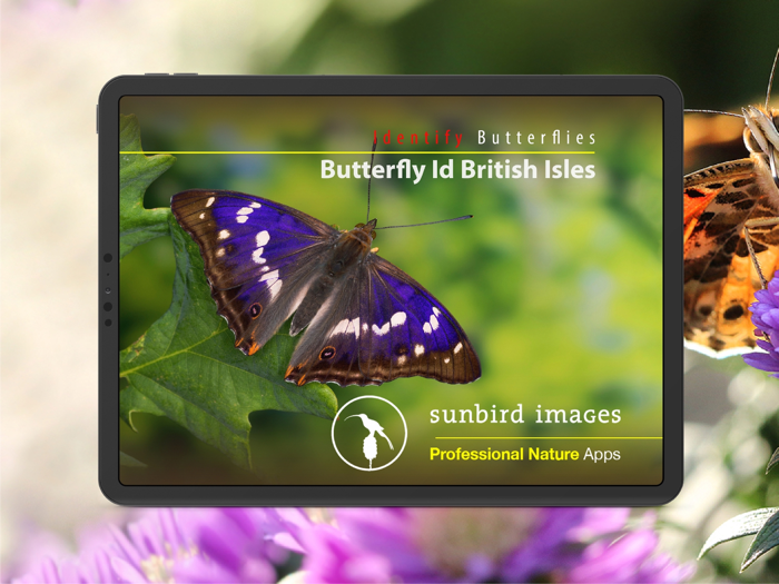 Butterfly Id - UK Field Guide