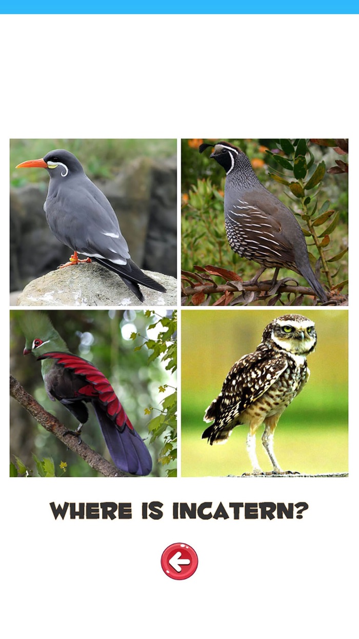 Learn the Birds Phonetic